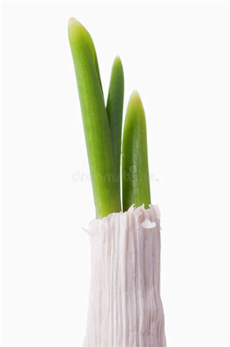 Image result for Sprouting Garlic