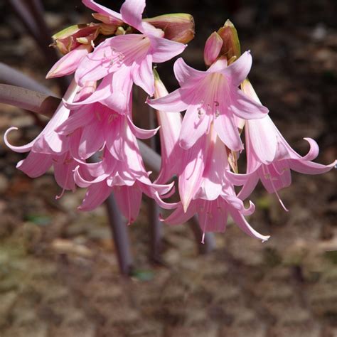 Amaryllis Belladonna Flower Meaning | Best Flower Site