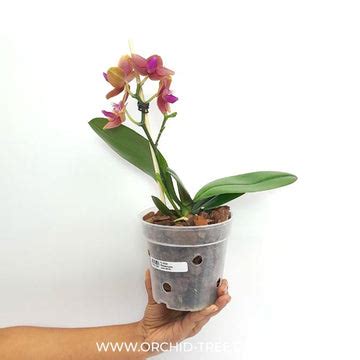 Blooming Orchid | Moth Orchid Flower Colors | Orchid-Tree