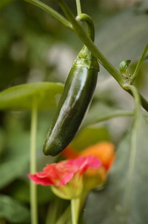 Jalapeno Companion Plants