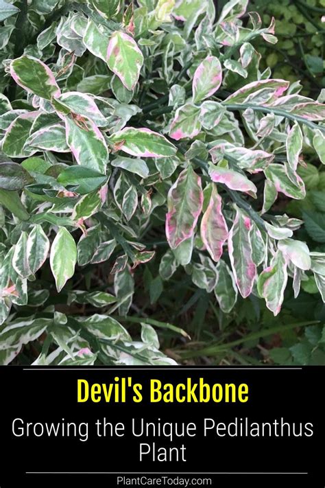 Devils Backbone Plant: How To Grow The Curious Pedilanthus Tithymaloid ...