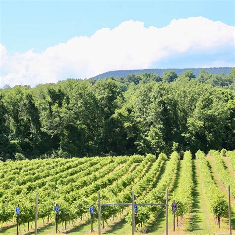 BROOK HOLLOW WINERY AND EVENT FACILITY (Knowlton Township): Ce qu'il ...