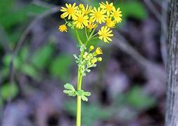 Image result for Yellow Spring Flowers