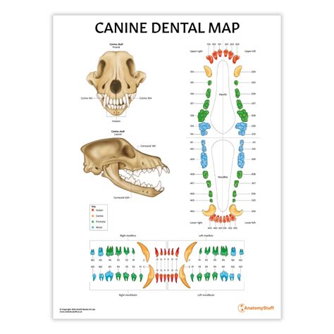 Canine Dental Map Poster | Dog Teeth Anatomy Chart - AnatomyStuff