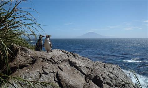 Starling Murmurations: Explore One of Nature's Winter Wonders