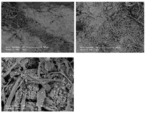 Effect of Non-Woven Polyethylene Terephthalate (PET) Tissue on Fresh ...