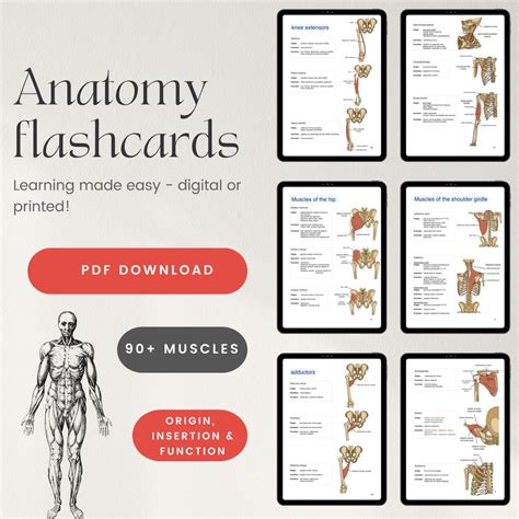 Muscle Anatomy Flashcards