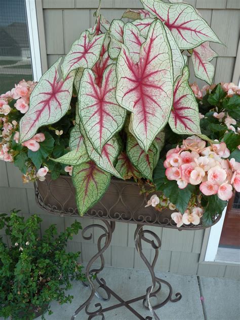 Planters With Begonias at Sherry Hubbard blog