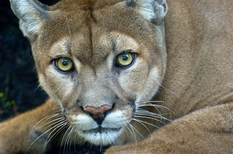 Save the Panther 5K Event at Palm Beach Zoo