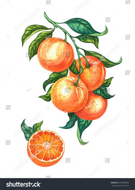 How To Draw Orange Leaf