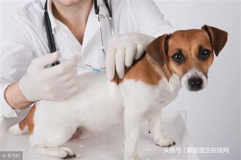 被流浪猫/狗咬伤，超过24小时内没打狂犬疫苗无效？被家猫咬伤，需要打狂犬疫苗吗？_哔哩哔哩_bilibili