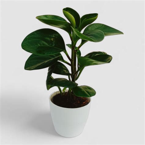 Green Peperomia Obtusifolia Plant by Orchid N Petals