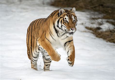 South China tiger | mammal | Britannica