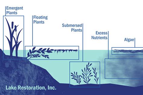 Pond Plants and Lake Plants | How To Control Aquatic Weeds