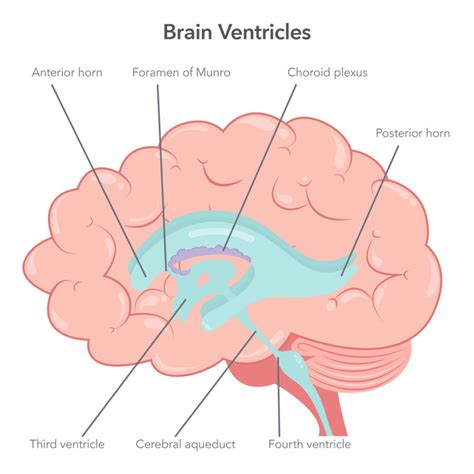 Ventricles Of The Brain Thalamus Third ventricle surgical anatomy and approaches