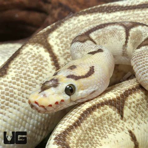 Image result for Lavender Spider Ball Python