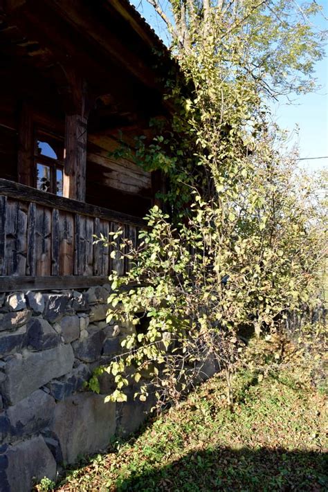 Image result for Plum Tree Pruning