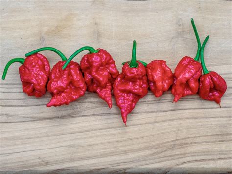 Carolina Reaper - World's Hottest Chili Pepper [Ranked by Scoville]