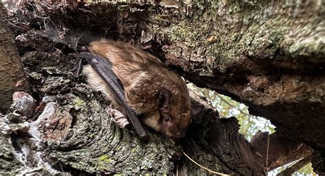 Toronto Wildlife Control: Where Could Bats Be Nesting