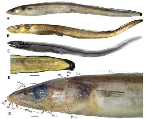 A New Species of the Eel Genus Gnathophis (Congridae, Anguilliformes ...
