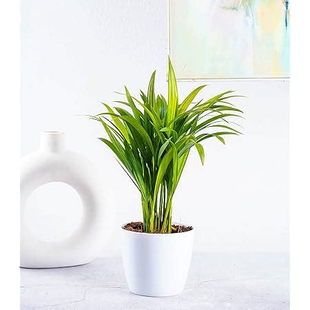 Nurturing Green Chamaedorea Palm Plant with Pot for Home | Indoor Live ...