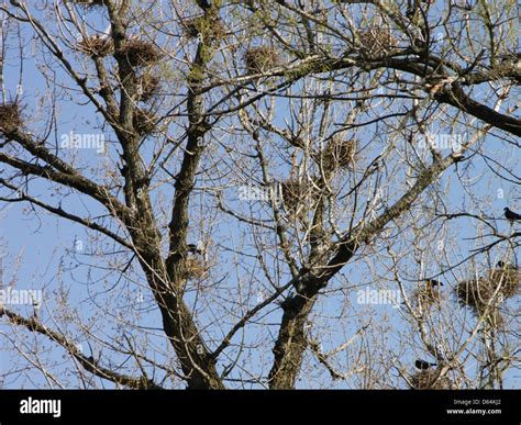 Crows nests hi-res stock photography and images - Alamy