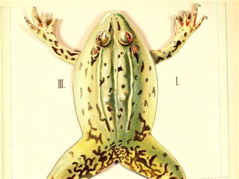 Image result for Dissecting a Frog Lab