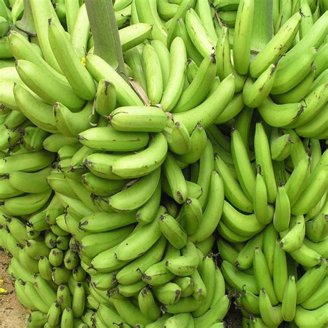 TC Green Banana Tree for Sale | Buy Banana Plants Online | Fruit Plant ...