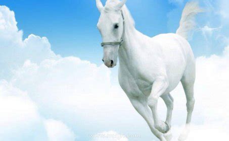 梦见骑白马是什么意思预兆 - 原版周公解梦大全