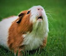 Image result for Rabbit and Guinea Pig