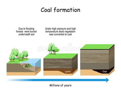 Formation Of Fossil Fuels Diagram Coal And Petroleum: Sources, Uses
