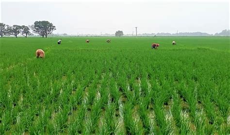 Bihar farmers block roads over fertiliser shortage