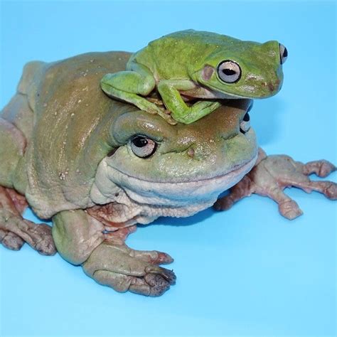 Image result for Many Tree Frogs
