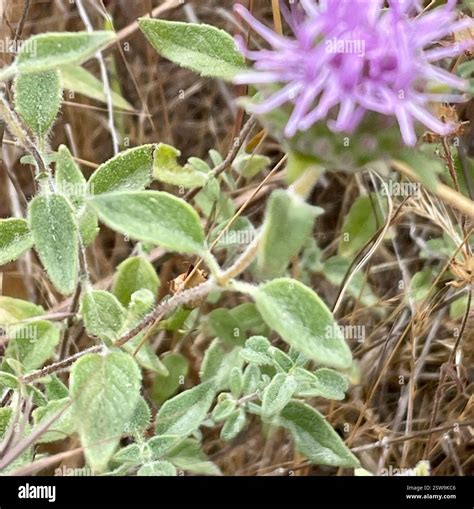 Coyote Mint (Monardella villosa), Plantae, Toro County Park, Salinas ...