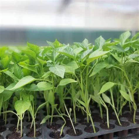 Vegetables Seedling - Tomato Seedling Trader - Retailer from Bengaluru