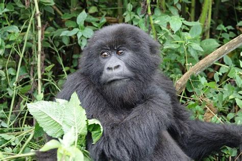 Gorilla trekking Transfer From Kigali | Rwanda