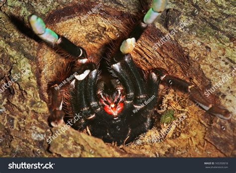 Earth Tiger Tarantula