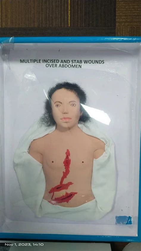 Human Anatomical Models - Advanced Internal and External Male Organs ...