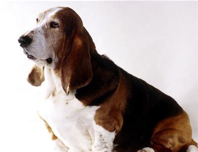 巴吉度犬，有着比脸还要大的耳朵，是世界上公认最大耳朵的狗_腾讯新闻