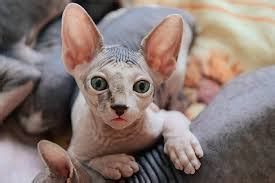 Complete List of Cat Profiles - Cat Breeds in India – GoofyTails