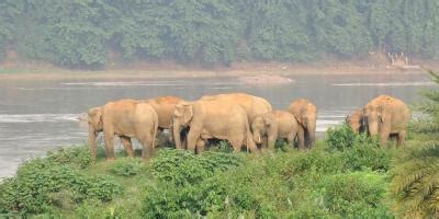 On Average, More Than 80 Elephants Die in Odisha Every Year: RTI Reply