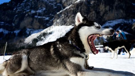 Are Siberian Husky Wolves