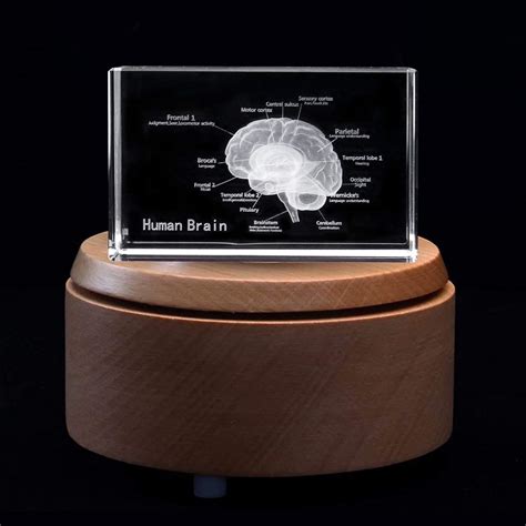 Buy 3D Human Brain with Labels Anatomical Model Paperweight(Laser ...