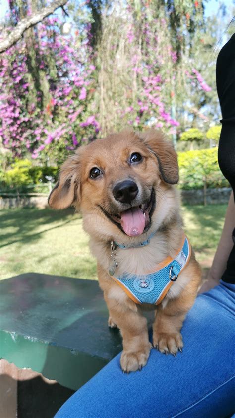 Corgi Dachshund Mix