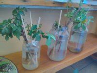 Communitree - Arundel Nursery