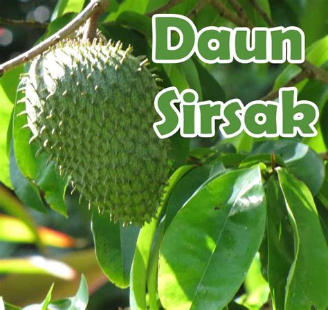 manfaat daun sirsak dan alang-alang