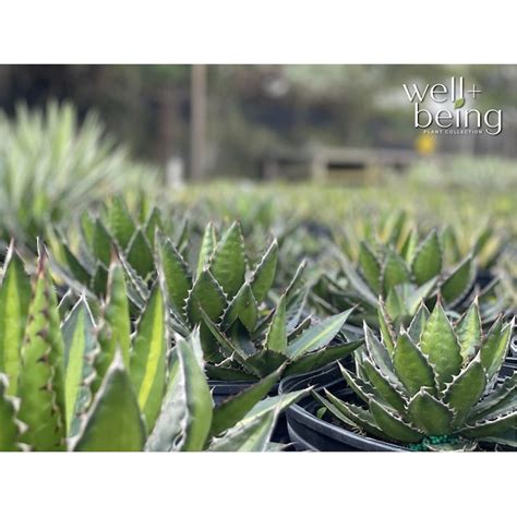 Nature's Way Farms 1 -Pack Agave Quadricolor in 2 -Quart Pot in the ...