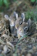 Image result for Nest of Eastern Cottontail Rabbit