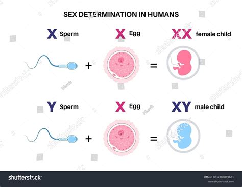 Sex Determination Humans Development Sexual Characteristics Stock Vector (Royalty Free ...