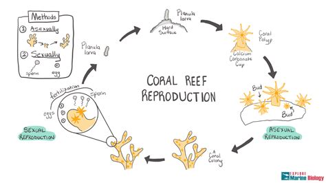 Brain Coral Reproduction Method at Ronald Cobbs blog